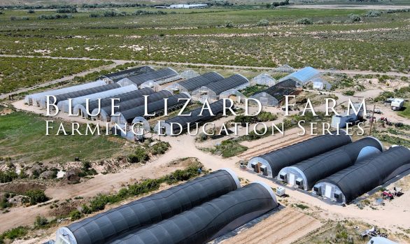 Blue Lizard Farm. an Educational Series